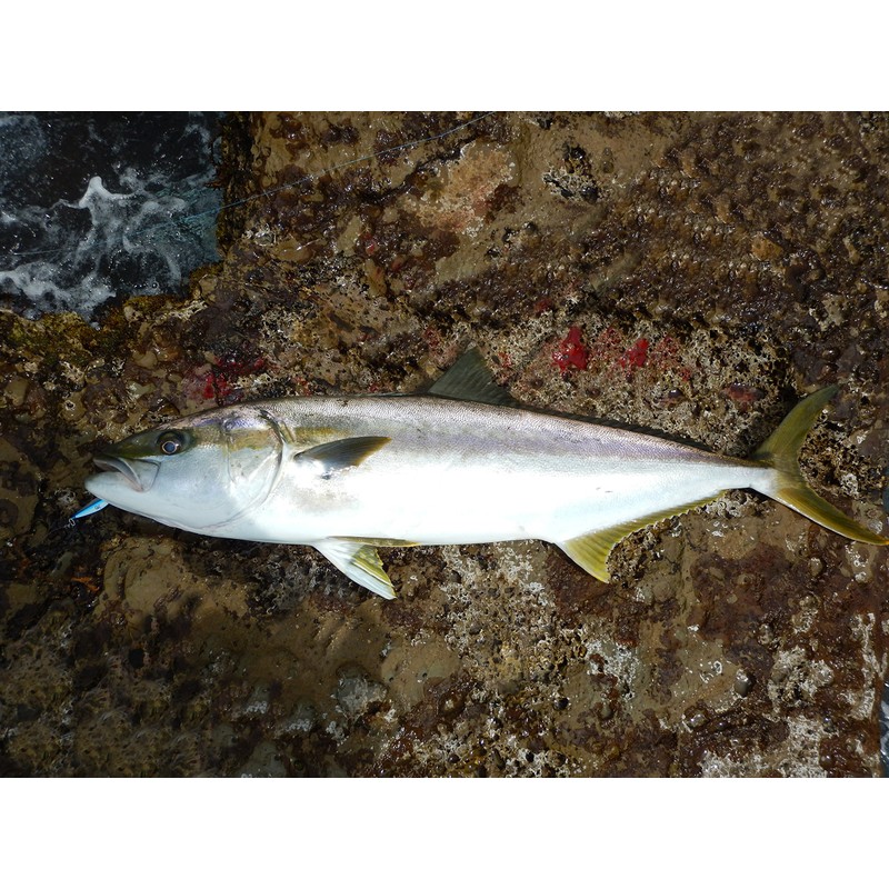 Abu Garcia (アブガルシア) Shore Skid Jig 30g Pink SSSHRSJ30-PK Metal