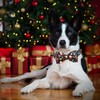 Lionheart glory Christmas Dog Bow Collar Gingerbread Man Print Dog
