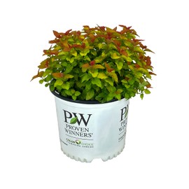 Double Play Candy Corn Spirea - 3 gal - Proven Winners - Compact Deciduous Shrub - Pineapple Yellow Orange Colored Foliage - Purple Blooms - Zones 4-8 - Spirea Japonica - 3 Gallon Pot