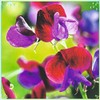 Rare Flower Plant Seeds 50+ Sweet Pea Seeds - Cupani
