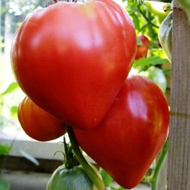 CEMEHA SEEDS - Seeds Red Beefsteak Tomato Giant Bulls Heart Determinate Non GMO Vegetable for Planting