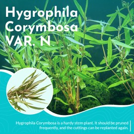 CANTON AQUATICS Hygrophila Corymbosa VAR. N - Fast Growing - Aquascaping Plants - Background Positioning - All Natural & Organic Aquatic Plant - Long Lasting & Easy to Care - Bunch