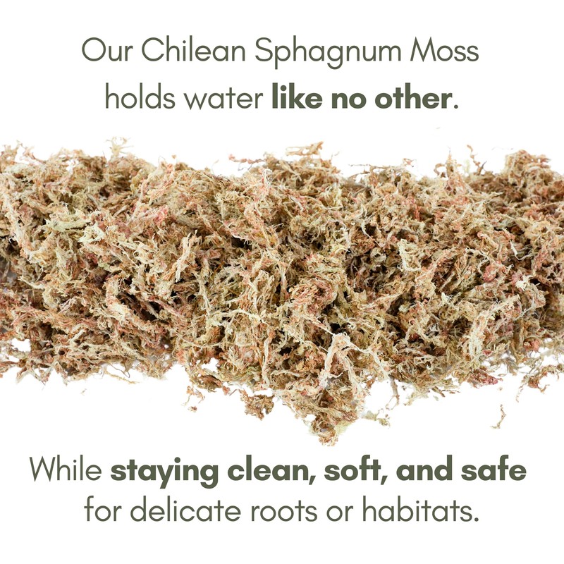 Mossify Premium Sphagnum Moss for Plants 1kg, 2.2 lbs -