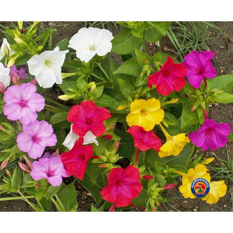 The Gardening World 100 Four O’Clock Formula Mix Flower Seeds