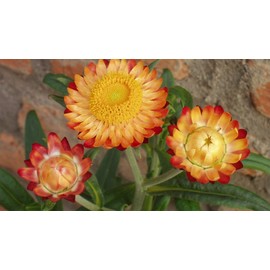 Seeds Strawflower Giant Mix Immortelle Helihrizum Outdoor Annual Garden Cut Ukraine