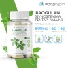 Terraform Nutrition Gynostemma Pentaphyllum Supplement – 98% Gypenoside Extract (20:1)