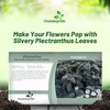 Outsidepride Silver Shield Plectranthus Seeds - 30 Pcs Perennial, Shade-Adapted,