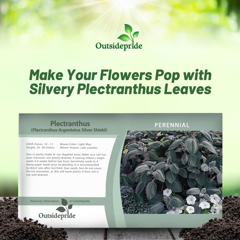 Outsidepride Silver Shield Plectranthus Seeds - 30 Pcs Perennial, Shade-Adapted,