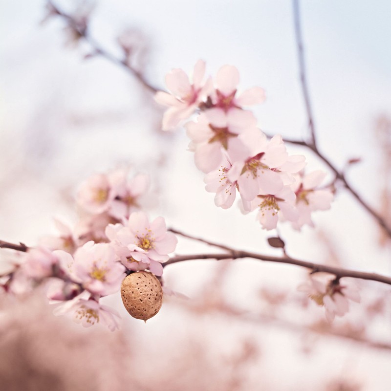 Weleda Sensitive Care Calming Face Oil, 1.7 Fluid Ounce, Plant