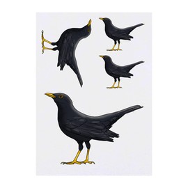 Azeeda 4 x 'Amsel' Temporäre Tattoos - Wasserfest, Hautfreundlich & Ungiftig · Transfers in Verschiedenen Größen (TO00050761)