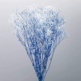Daichi Farm DO000015-016 Preserved Flowers, Mini Gypsophie Grass and Flower Veil, Shiro/Blue, Large, Approx. 15.7 inches (40.0 cm), 22 G