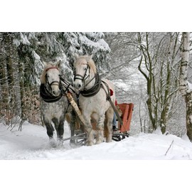 NorthWood Distributing Sleigh Ride - Christmas and Holiday Premium Fragrance Oil for Soap, Diffuser, Candle Fragrance Oil, Lotion, Body Scrub, Body Butter, Aromatherapy - 16 Fl Oz