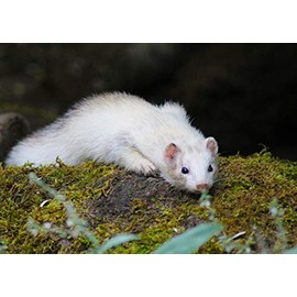 Ferret Blank Greeting Card - Landscape
