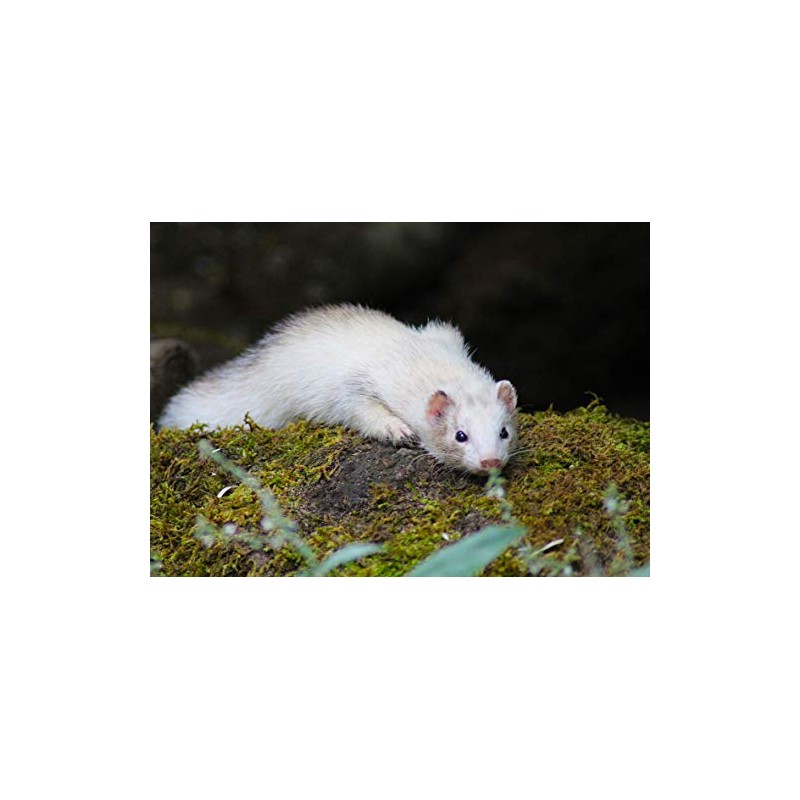 Ferret Blank Greeting Card - Landscape