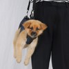 Dog Carry Sling Professional Breathable Comfortable Adjustable Dog Lift Harness