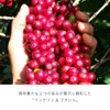 UCC Mandelin & Brazil Drip Pods Dedicated Capsules, 12 Cups,