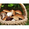 Seweryn King Boletus Porcini Dried Sliced Mushrooms 1lb Product of