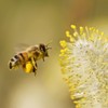 Flower Pollen (250 g), Bee Pollen Natural from Multicolour Pollen,