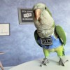 Bird Flight Harness Vest, Parrot Flight Suit with Leash, Bird