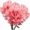 Cut Flowers - 100 stems Carnations - Fresh Flowers (Pink)