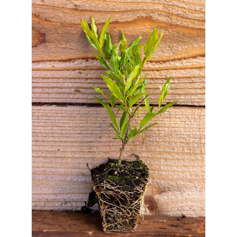 2 Pomegranate Tree's, Punica Granatum 'Wonderful', Thriving in 2.5" Nursery