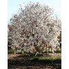 Tree Star Magnolia 6-12" in a quart pot