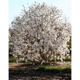 Tree Star Magnolia 6-12" in a quart pot