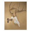 Skull Hooker Realtree Edition Little Hooker Trophy Mount - Perfect