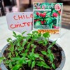 1000 Semillas De Chile Chiltepín Con Buena Germinación