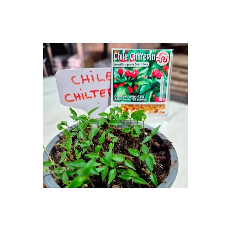 1000 Semillas De Chile Chiltepín Con Buena Germinación