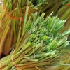 RAISE ME UP: Seeds Lemongrass Cymbopogon Non GMO Heirloom Herb,