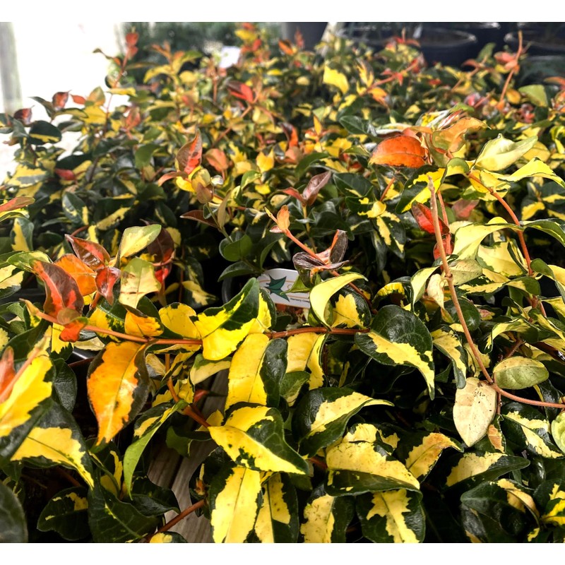 Jasmine Summer Sunset - 3 Live Plants - Trachelospermum Asiaticum