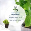 Live Aromatic and Edible Herb - Lemon Balm (4 Per
