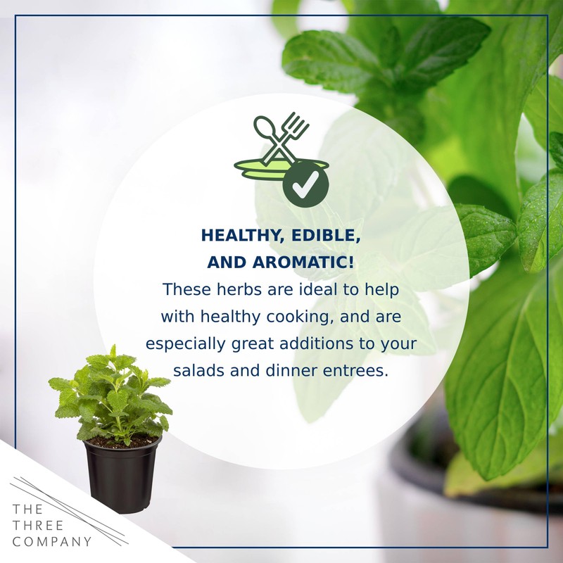 Live Aromatic and Edible Herb - Lemon Balm (4 Per