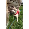 Mynwood Cat Jacket/Harness Red Kitten up to 8 month