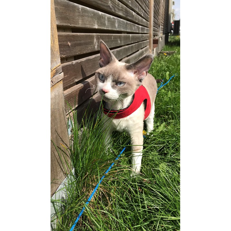 Mynwood Cat Jacket/Harness Red Kitten up to 8 month
