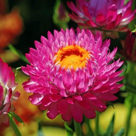 Outsidepride Helichrysum Purple-red - 10000 Seeds