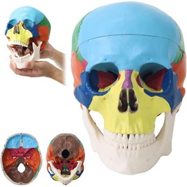 Japard Human Skull Model, Detachable Anatomical Life Size Skull Head for Medical Student Human Anatomy Study Course Demonstration