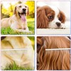 Dog Combs 2-in-1 Stainless Steel Pet Comb, Professional Dog Comb,