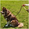 Double Handle Tactical Dog Leash with Shock Absorption, 5FT Reflective