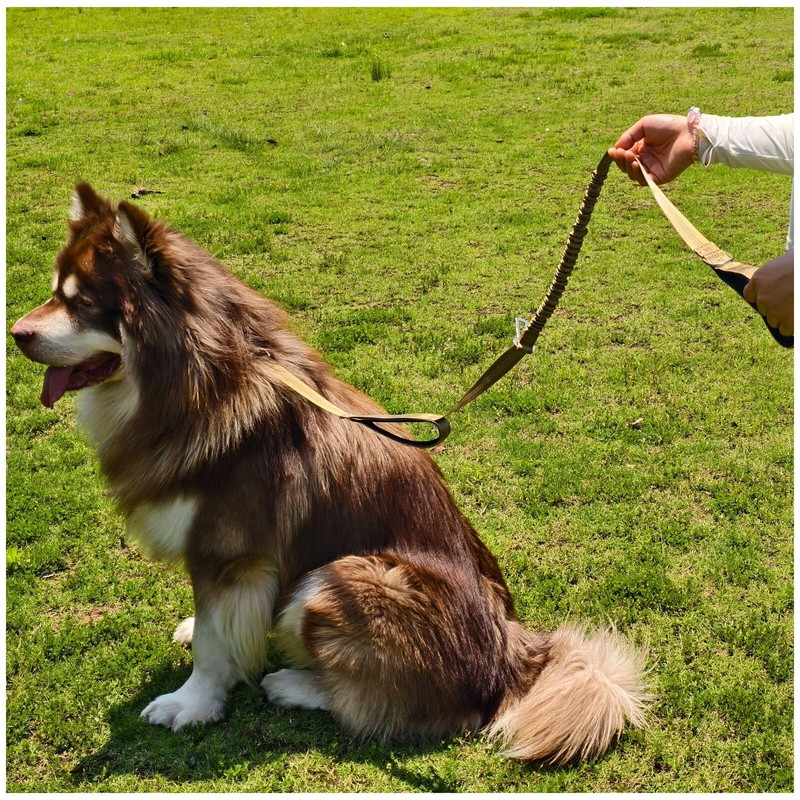 Double Handle Tactical Dog Leash with Shock Absorption, 5FT Reflective