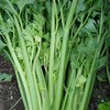 2,000 Utah 52-70 Celery Seeds for Planting Heirloom Non GMO