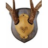 Whitetail Deer Antler Mounting Kit, Solid Wood Plaque, Includes All