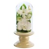 Art Four Seasons Buddha Flower (White) Mini Phalaenopsis Mini Glass