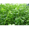 Moneywort Bunch| Bacopa Monnieri - Beginner Fresh Water Tropical Aquarium