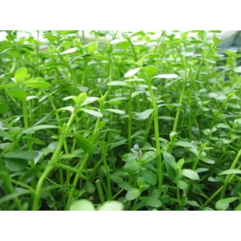 Moneywort Bunch| Bacopa Monnieri - Beginner Fresh Water Tropical Aquarium Plant