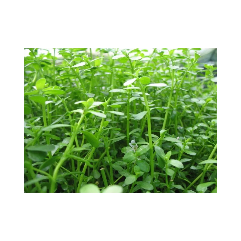 Moneywort Bunch| Bacopa Monnieri - Beginner Fresh Water Tropical Aquarium