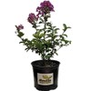 First Editions® Purple Magic Dwarf Crape Myrtle - Live Plant