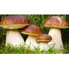 Seeds4planting - Spores Porcini Mushrooms Mycelium Seeds Non GMO