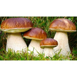 Seeds4planting - Spores Porcini Mushrooms Mycelium Seeds Non GMO